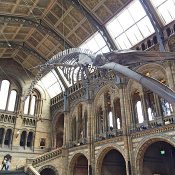 London mit Kindern Natural History Museum indoor activity with kids4
