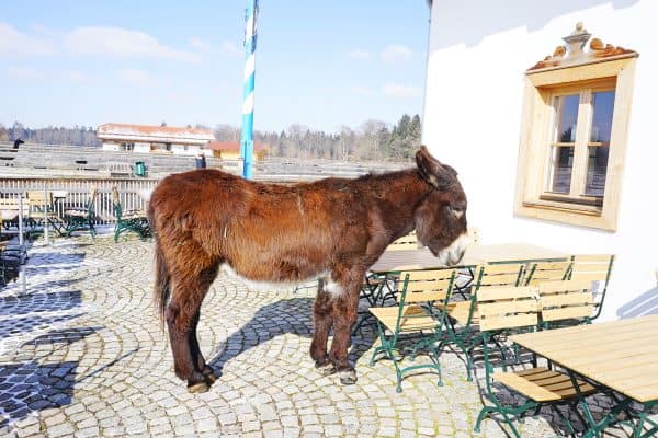 Tiere erleben auf Gut Aiderbichl, tolles Ausflugsziel mit Kind im Münchener Umland