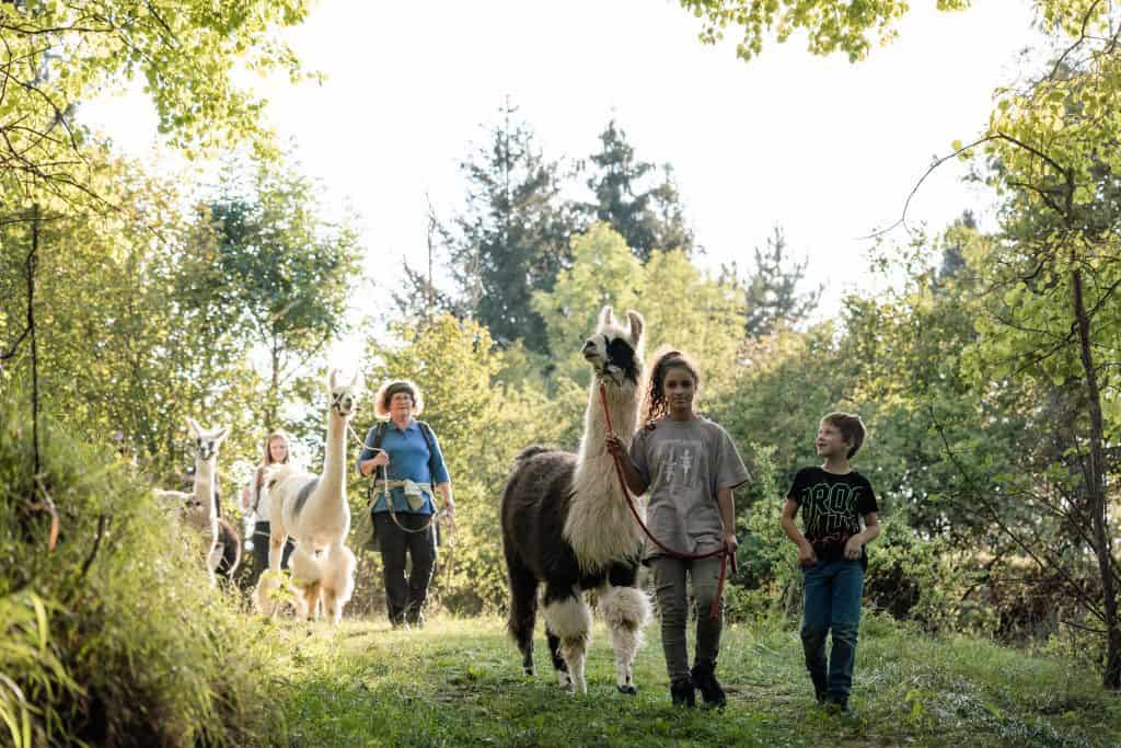 Eine prima Idee für deinen Familienausflug: Lama-Wanderung in der Eifel mit Kindern