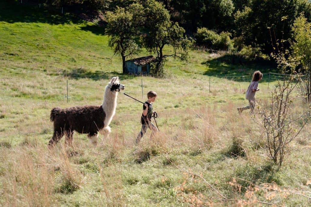 Eine prima Idee für deinen Familienausflug: Lama-Wanderung in der Eifel mit Kindern