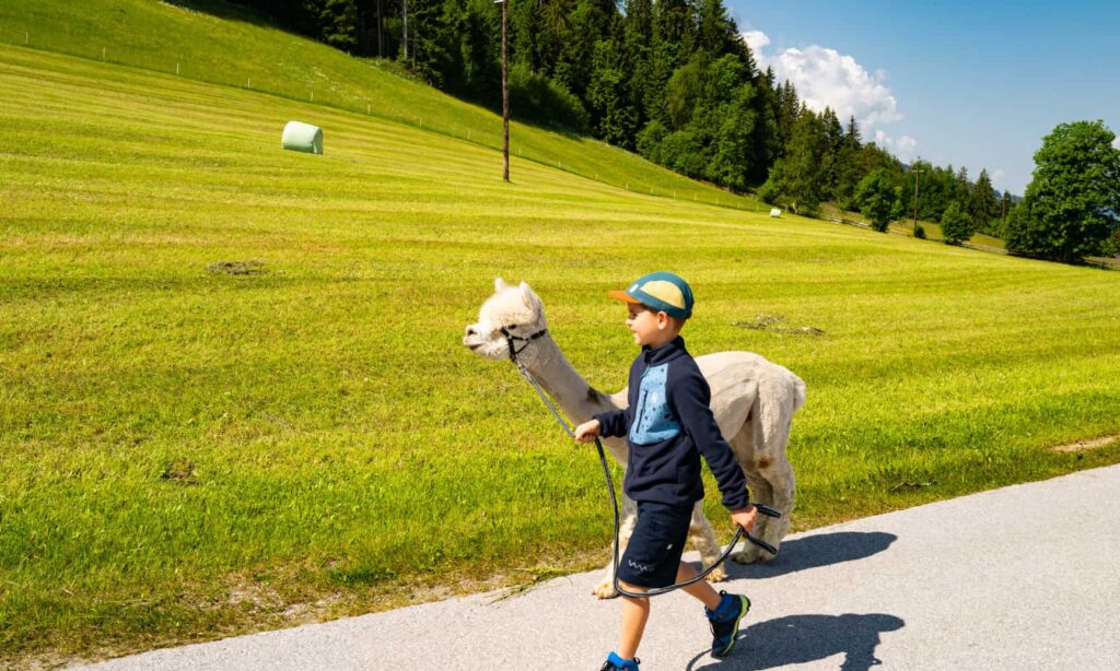Alpakawanderung in der Steiermark mit Kindern am Bergbauernhof - Ausflugstipp für Familien